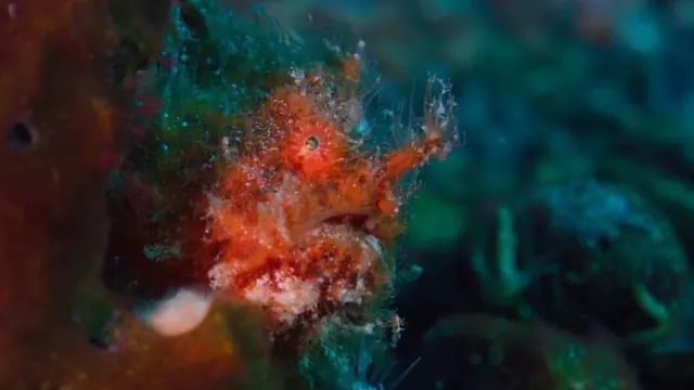 Frogfish on an Alor reef; representative of Alor