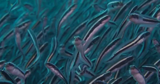 Striped catfish school in Alor; diving Alor