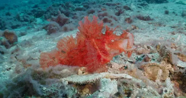 Leaf scorpionfish in Alor; diving Alor
