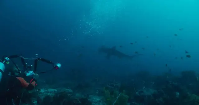 Hammerhead and diver in Alor; diving Alor