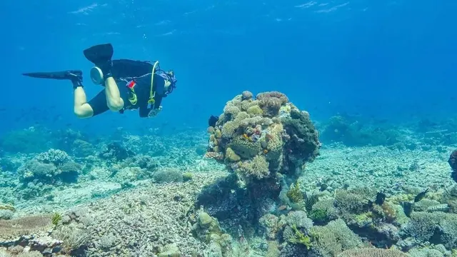 A diver above Atauro's coral reef; representative of Atauro Island