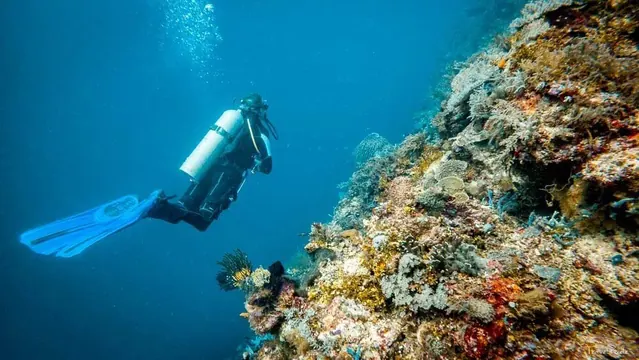A diver on Atauro's fringing reef; diving Atauro Island