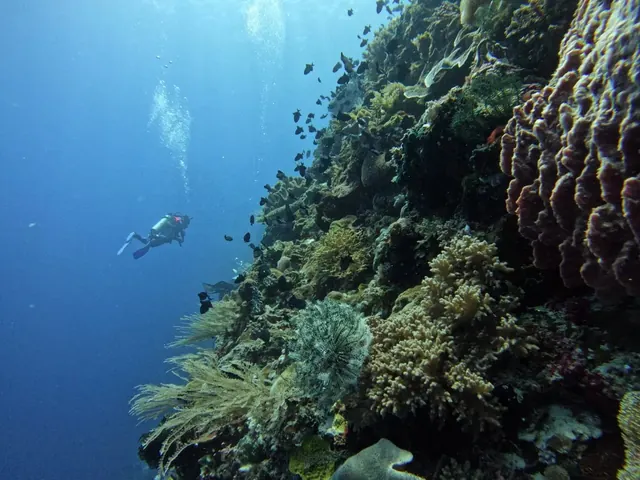 Biquelli Wall, Atauro Island; diving Atauro Island