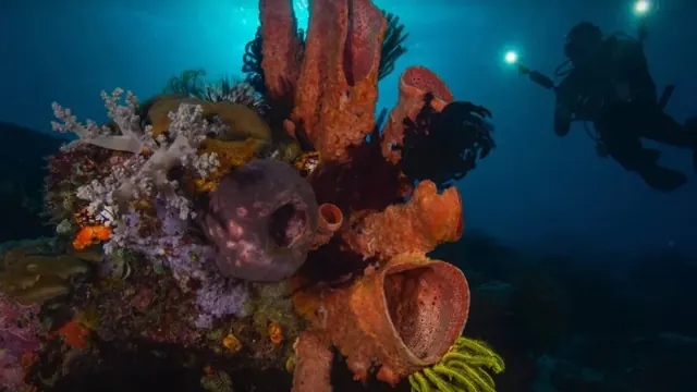 Orange sponges on Atauro's house reef; diving Atauro Island