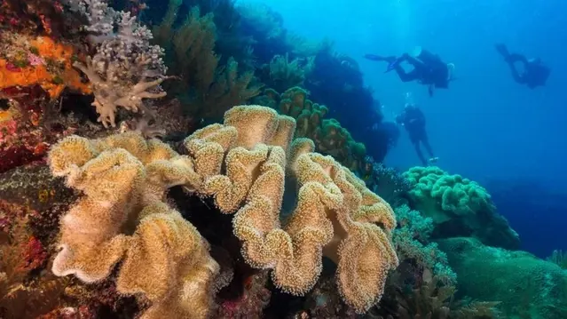 Divers above a broad Atauro reef; diving Atauro Island