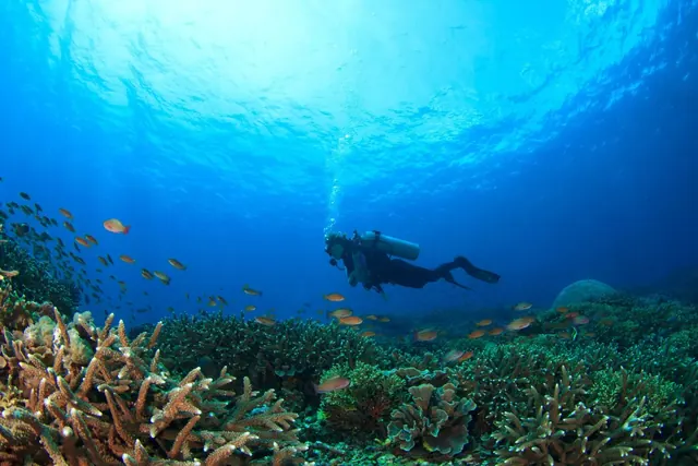 Anthias and a diver off Atauro; diving Atauro Island