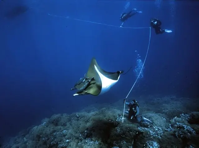 Mobula and divers at Princess Alice Bank; representative of Princess Alice Bank