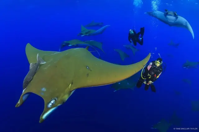 Diver with Chilean devil rays in the Azores; diving Princess Alice Bank