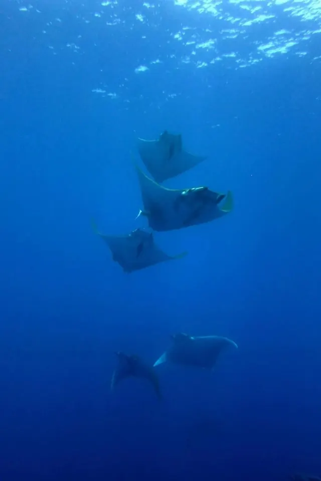 Mobula school above Princess Alice Bank; diving Princess Alice Bank