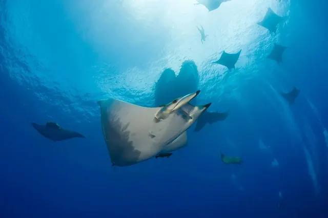 Mobulas in blue water at Princess Alice Bank; diving Princess Alice Bank