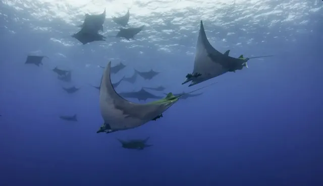 Chilean devil ray at Princess Alice Bank; diving Princess Alice Bank