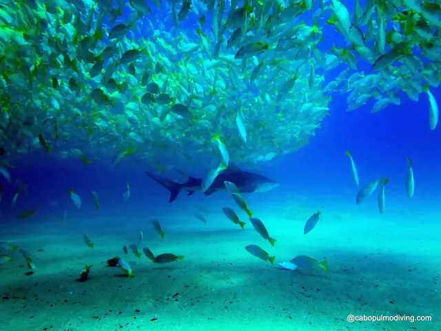 Bull shark under a school of snapper, Cabo Pulmo; representative of Cabo Pulmo + La Paz