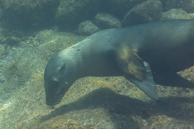 Sea lion, La Paz · 20 December 2024; diving Cabo Pulmo + La Paz