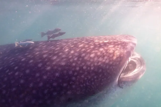 Whale shark, La Paz · 20 December 2024; diving Cabo Pulmo + La Paz