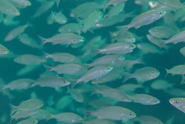 Schooling grunts, La Paz · 20 December 2024; diving Cabo Pulmo + La Paz