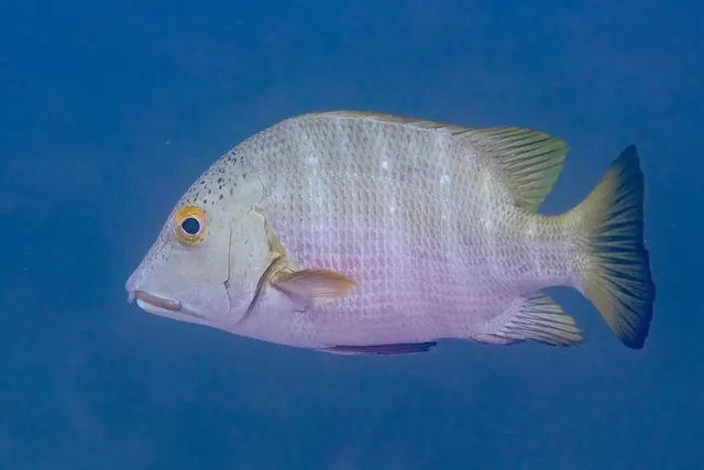 Hoplopagrus snapper, Cabo Pulmo · 19 December 2024; diving Cabo Pulmo + La Paz
