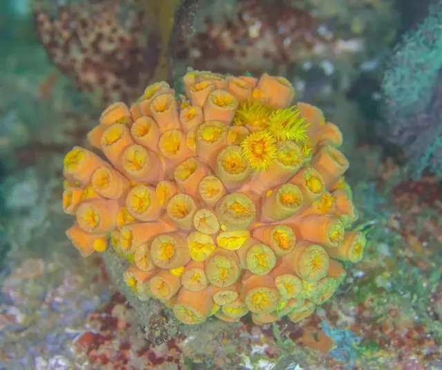 Sun coral, Cabo Pulmo · 19 December 2024; diving Cabo Pulmo + La Paz