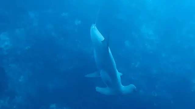 Hammerhead in the Forgotten Islands; representative of Banda Sea
