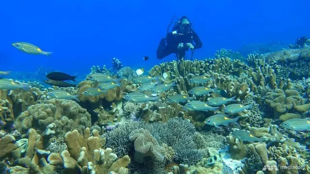 Diver on a Banda Sea reef; diving Banda Sea