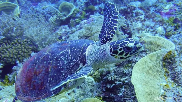 Sea turtle on the Banda crossing; diving Banda Sea