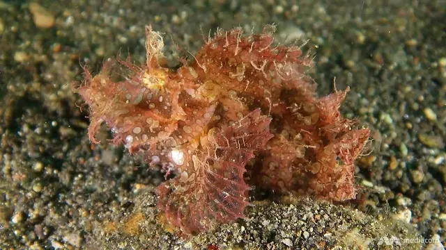 Lacy scorpionfish in the Banda Sea; diving Banda Sea