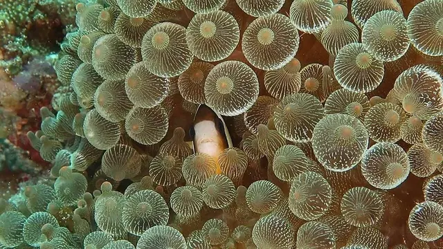 Anemonefish on a Banda Sea reef; diving Banda Sea