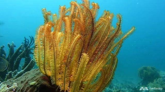 Feather star on the Banda Sea crossing; diving Banda Sea