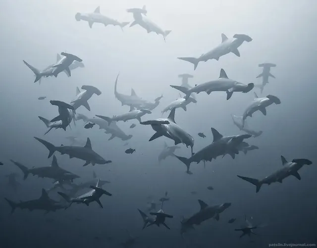 Hammerheads at Punta Maria; representative of Cocos Island