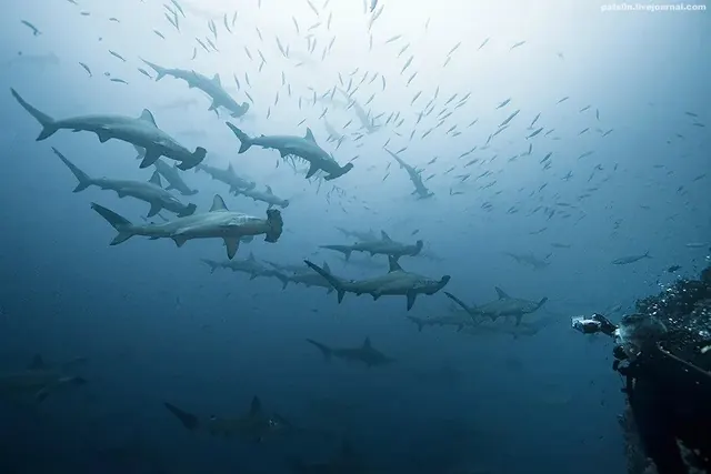 Scalloped hammerheads at Alcyone; diving Cocos Island
