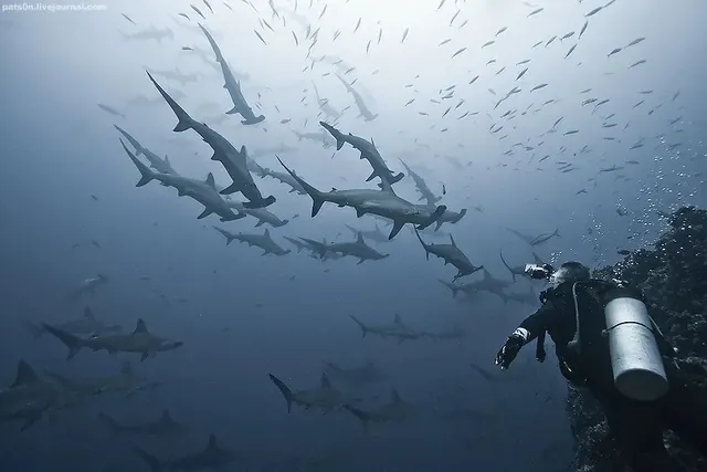 Hammerheads at 33 metres, Alcyone; diving Cocos Island