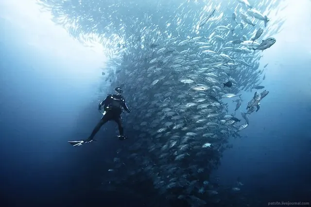 Bigeye jacks at Dirty Rock; diving Cocos Island