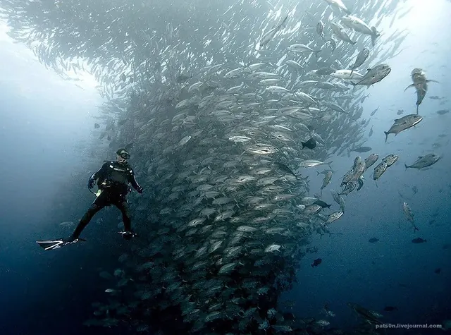 Diver inside the jacks at Dirty Rock; diving Cocos Island