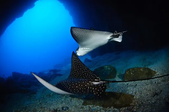 Eagle rays at Dos Amigos Grande; diving Cocos Island