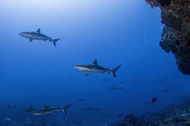 Wall of grey reef sharks, Tumakohua Pass; representative of Fakarava + Rangiroa