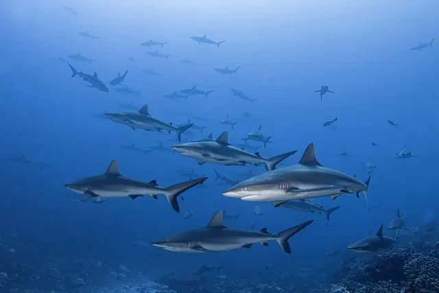 Grey reef sharks in the South Pass; diving Fakarava + Rangiroa