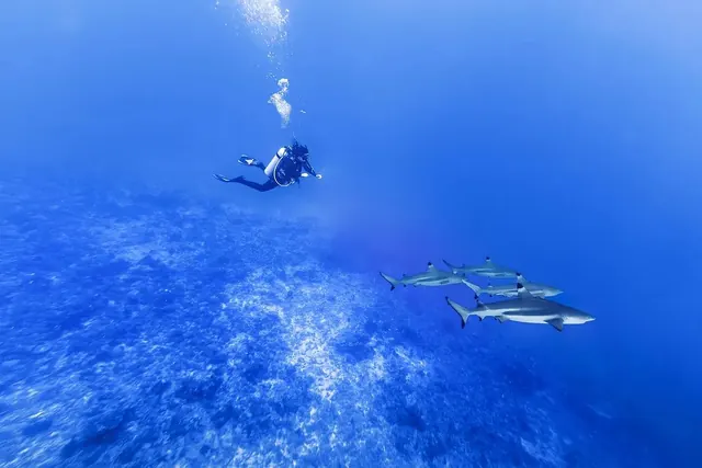 Diver over sharks in Tiputa Pass; diving Fakarava + Rangiroa