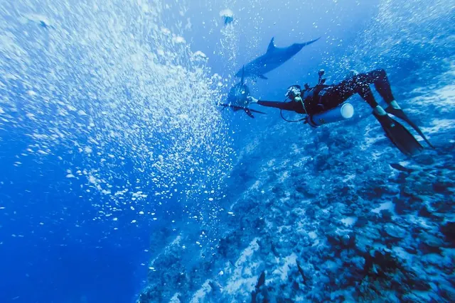 Diver with bottlenose dolphin; diving Fakarava + Rangiroa