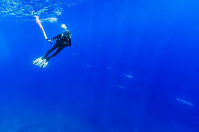 Diver watching passing tuna; diving Fakarava + Rangiroa