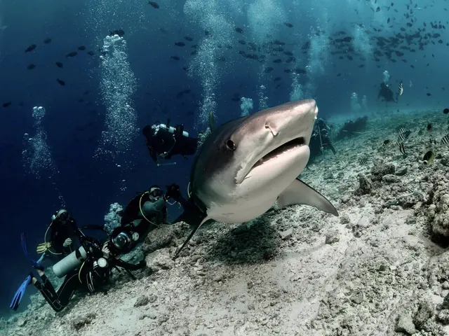 Fuvahmulah tiger shark approach; diving Fuvahmulah + Huvadhoo
