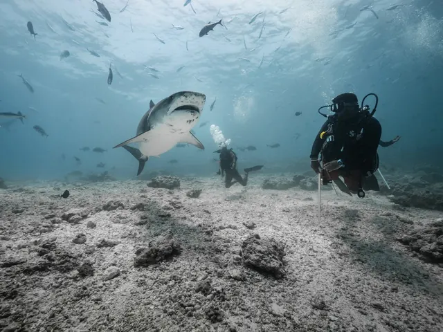 Tiger shark and diver at Fuvahmulah; diving Fuvahmulah + Huvadhoo