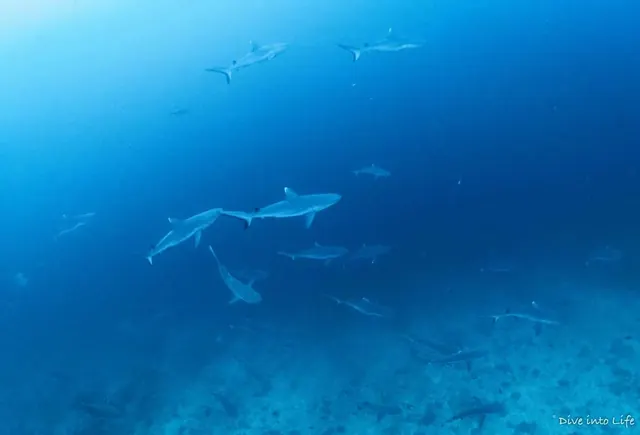Grey reef shark wall at Villingili Kandu; diving Fuvahmulah + Huvadhoo