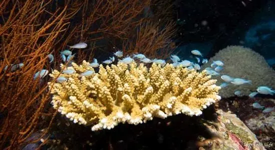 Hard coral and schooling blue fish, Huvadhoo; diving Fuvahmulah + Huvadhoo