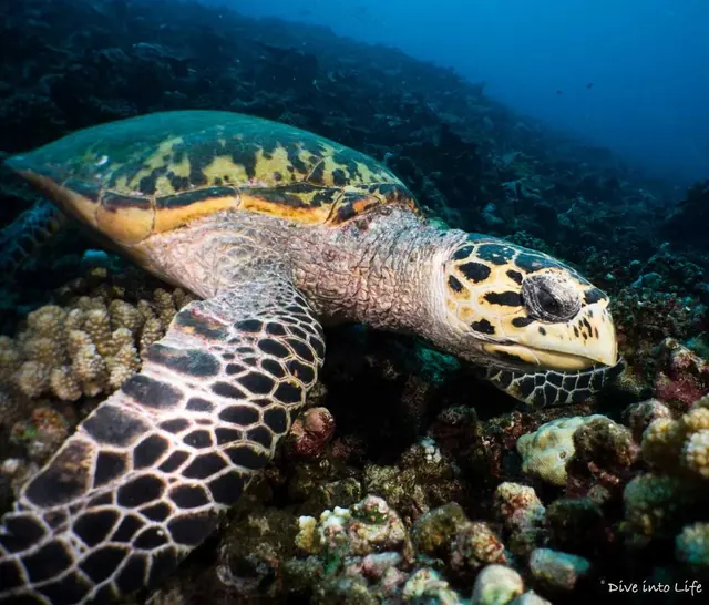 Hawksbill turtle feeding in Huvadhoo; diving Fuvahmulah + Huvadhoo