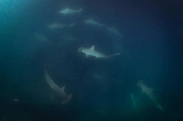 School of scalloped hammerheads, Galápagos; representative of Galápagos