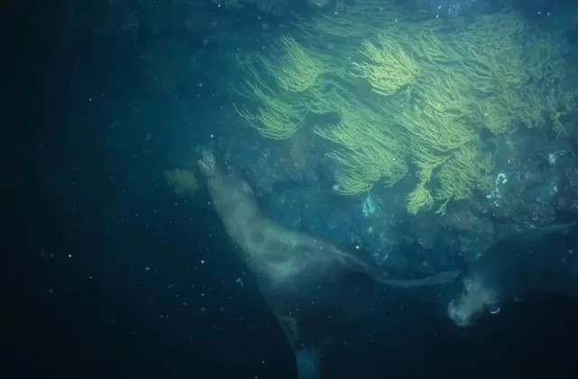 Sea lions with gorgonian corals; diving Galápagos