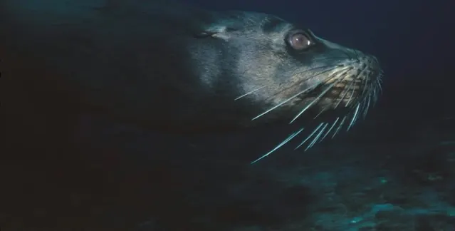 Galápagos sea lion underwater, close; diving Galápagos