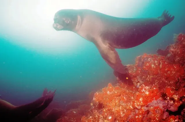 Galápagos sea lion; diving Galápagos