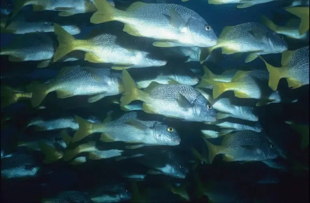 School of yellow snapper, Galápagos; diving Galápagos
