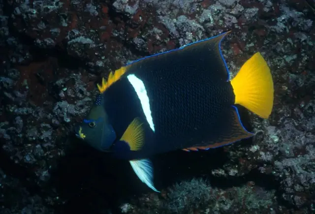 Angelfish in Galápagos; diving Galápagos