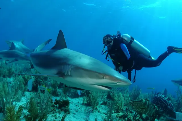 A diver among Caribbean reef sharks, Jardines de la Reina; representative of Jardines de la Reina